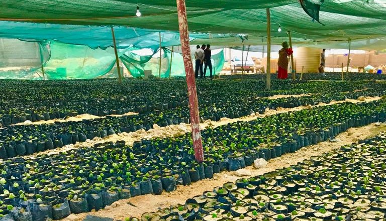 آغاز تولید ۷۵ هزار اصله نهال حرا در جزیره قشم