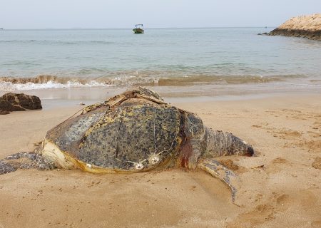 مرگ‌ دلخراش یک لاک‌پشت سبز در ساحل قشم