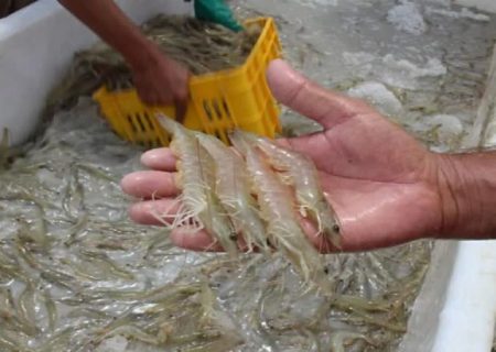 تعیین ضوابط اجرایی تولید و پرورش میگو  در کمیته سرمایه گذاری منطقه آزاد قشم