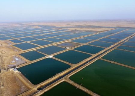 افزایش ۱۳۱ درصدی سرمایه‌گذاری در حوزه شیلات و آبزی پروری قشم سال ۱۴۰۲