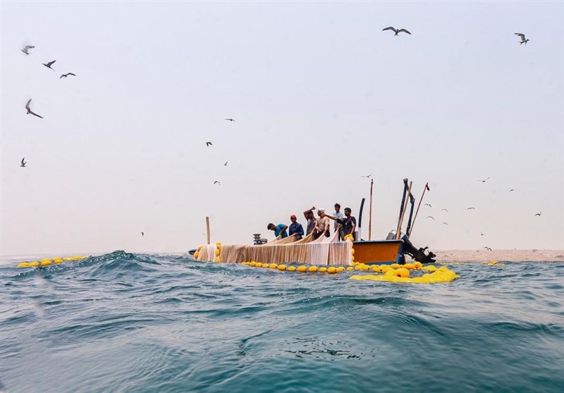 آغاز فصل صید ماهی متو و ساردین در قشم