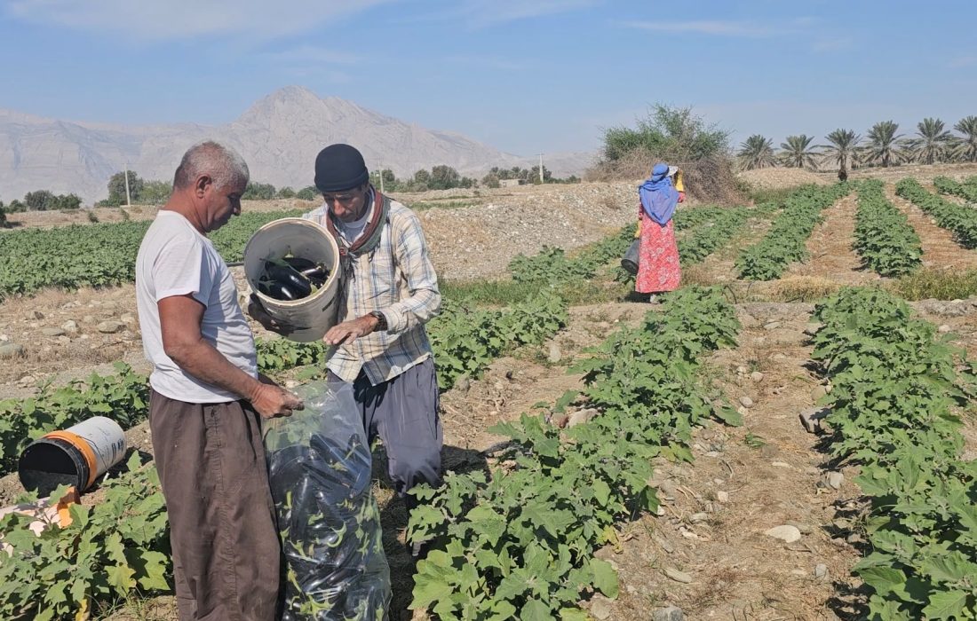 آغاز برداشت 20 هزار تُن بادمجان در بخش شمیل بندرعباس
