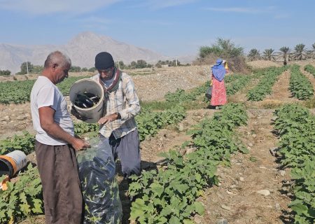 آغاز برداشت 20 هزار تُن بادمجان در بخش شمیل بندرعباس