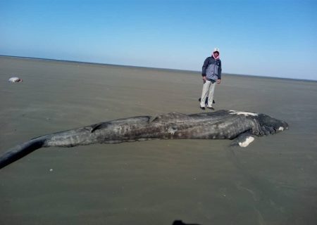 نهنگ تلف شده در ساحل تیاب میناب مشاهده شد