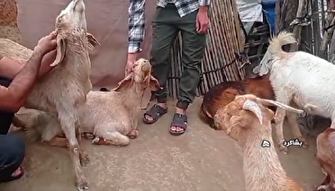 حمله پلنگ ایرانی به ۵۰ راس دام سبک در بشاگرد + فیلم