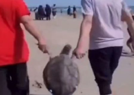 تلاش برای شناسایی حیوان آزاران در ساحل قشم دارد