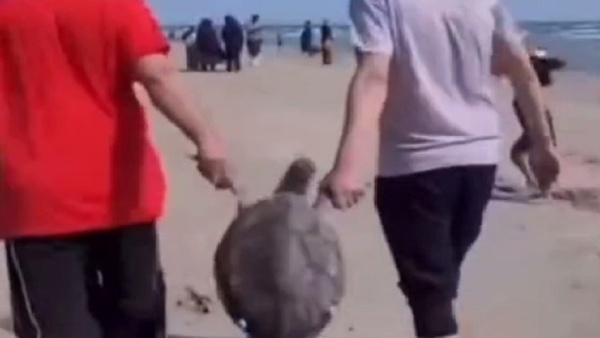 تلاش برای شناسایی حیوان آزاران در ساحل قشم دارد