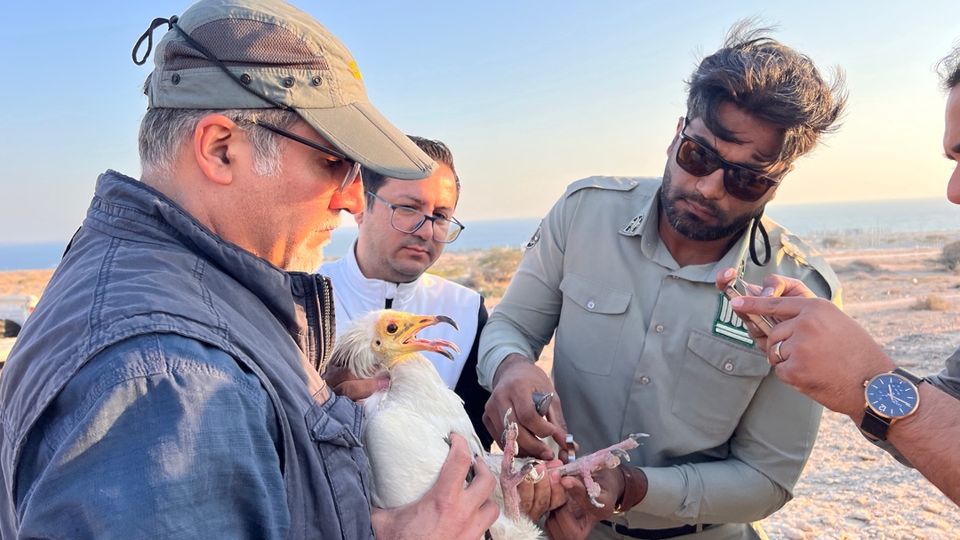 رهاسازی هفت بهله کرکس کوچک در طبیعت قشم