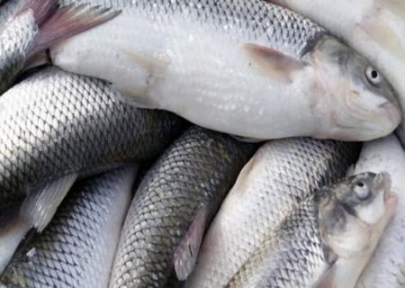 توقيف 2 تن ماهی قاچاق در جاسک