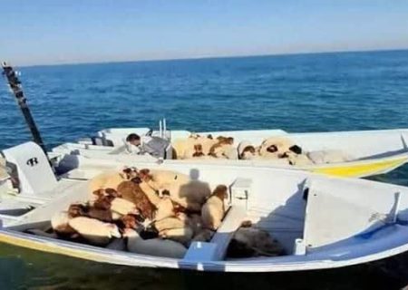 مهار قاچاق ۴۳ رأس دام زنده در خلیج فارس