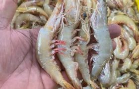 ناکامی قاچاقچیان میگو قاچاق در قشم