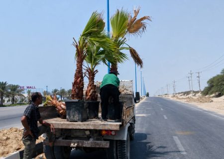 سبز شدن بلوار امام رضا(ع)؛ گامی برای بهبود چهره شهری قشم
