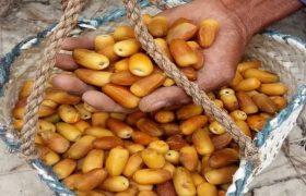پیشبینی برداشت ۲۰۰ هزار تن خرما در هرمزگان