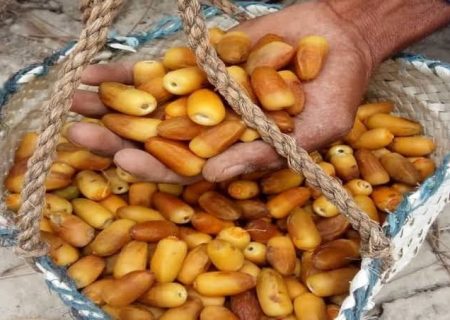 پیش‌بینی برداشت ۲۰۰ هزار تن خرما در هرمزگان