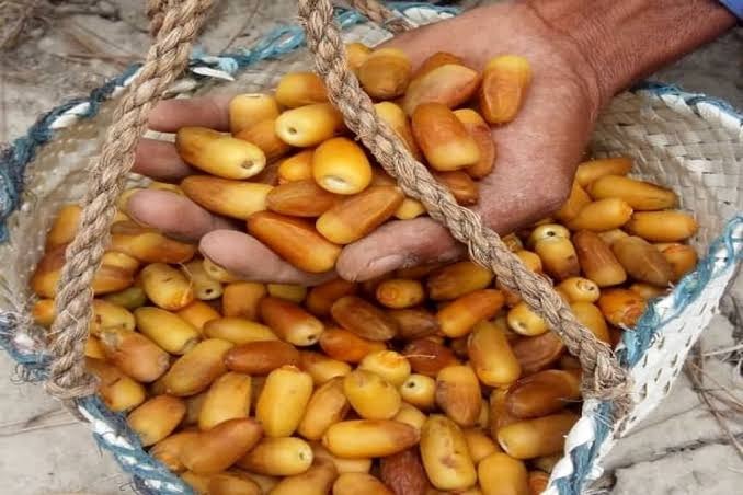 پیش‌بینی برداشت ۲۰۰ هزار تن خرما در هرمزگان